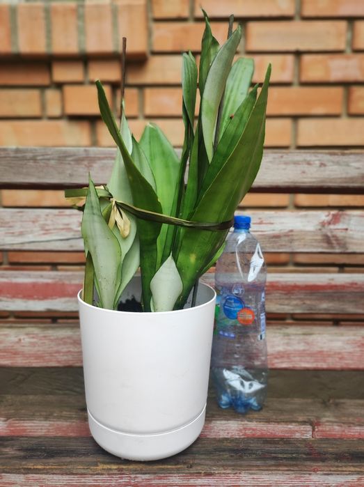 Вазони, сансівієрія муншайн