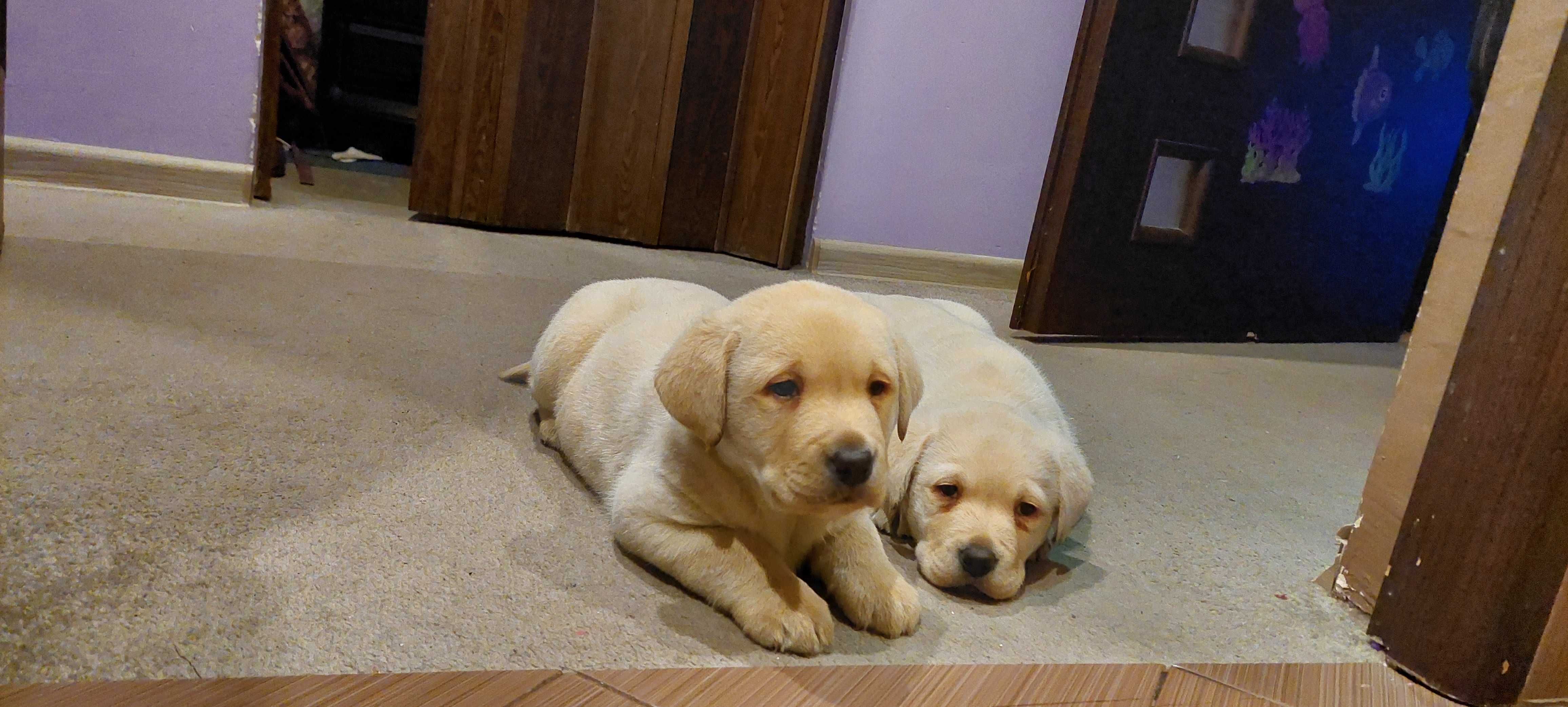 Labrador retriever czarne biszkoptowe Labradory Rasowe