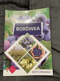 Borówka - plantpress