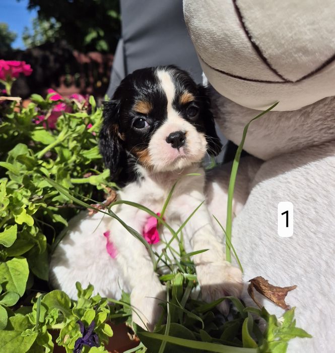 Cavalier King Charles Spaniel SUNIA