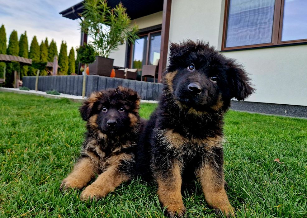 Owczarek Niemiecki Długowłosy - Piesek.