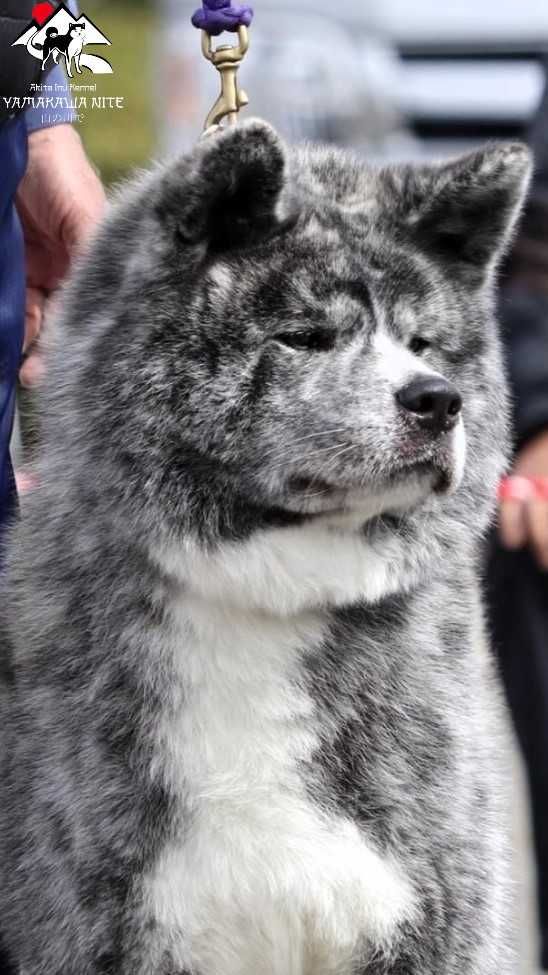 Akita Inu (japońska), ZKwP / FCI & AKIHO – piesek pręgowany