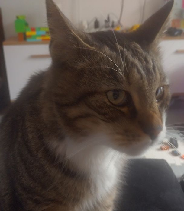 Oddam Kotkę w dobre ręce