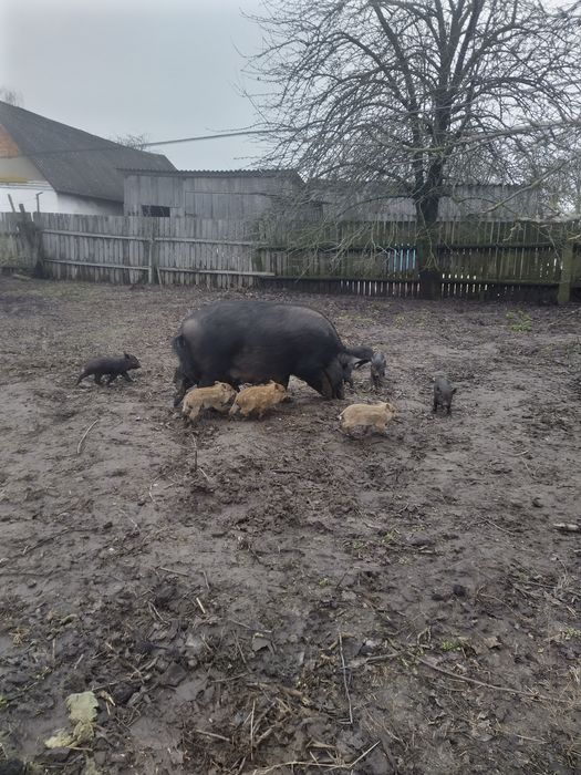 Поросята  породи королівський кармал