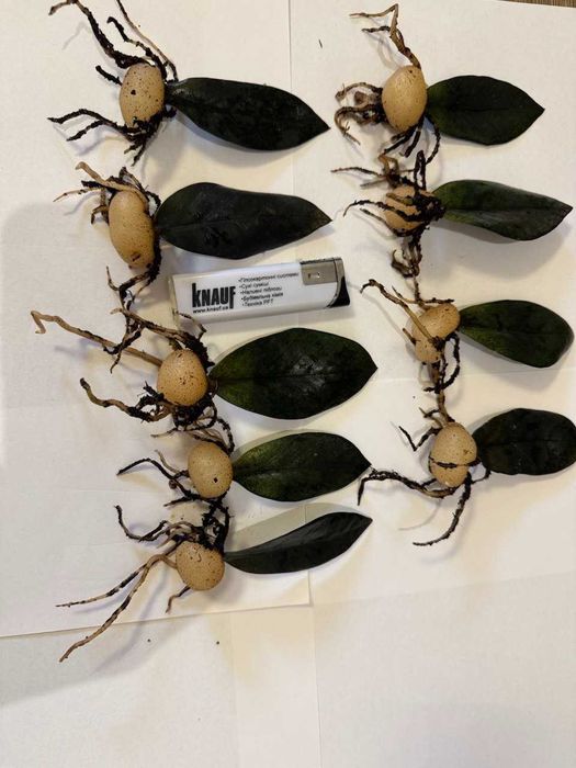 Заміокулькус Супернова/Supernova