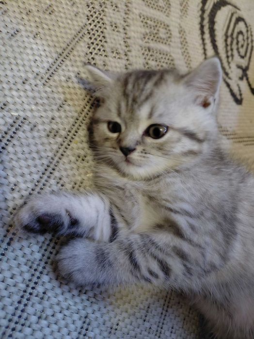 Шотландське кошеня