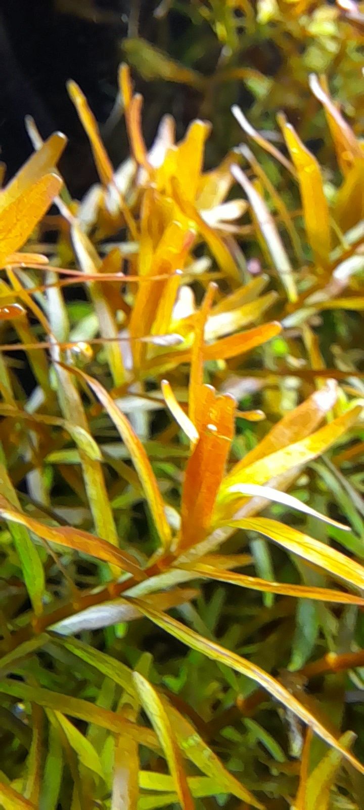 Rotala hong kong