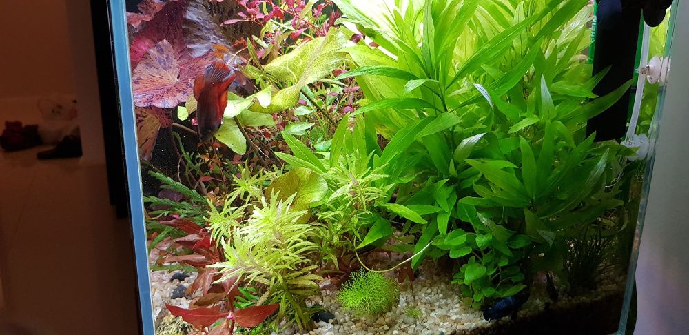Zestawy roślin do akwariów małych i dużych