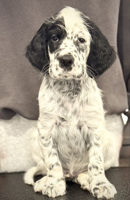 Seter angielski. Ostatni wolny Szczeniak piesek