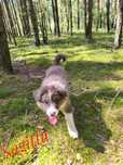Border Collie - Zonar uroczy , piękny chłopak