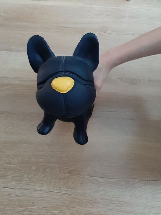 Pies skarbonka duży