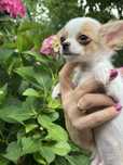 Mini chłopczyk chihuahua