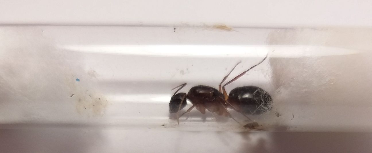 Camponotus pilincornis ( Wysyłka jest tylko trzeba pisać )