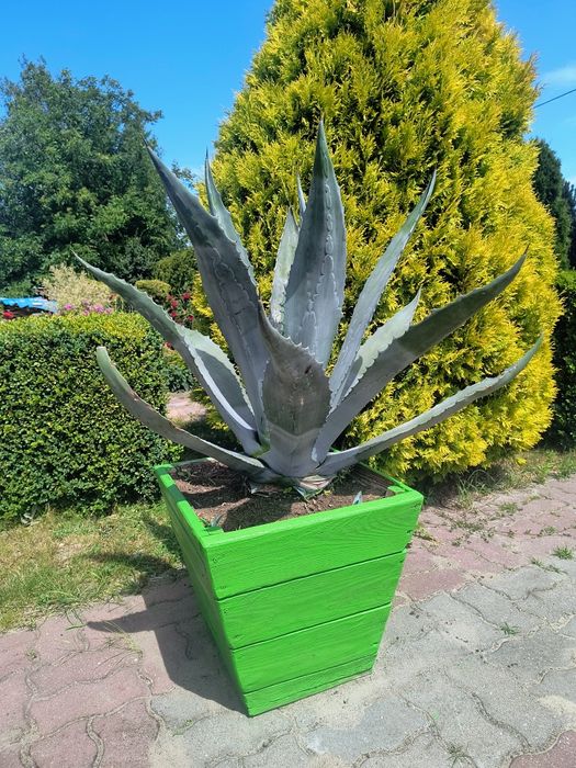 Agawa kwiat egzotyczny