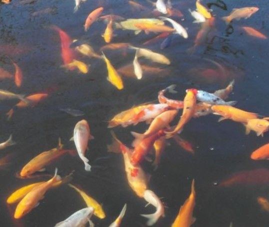 KARP kolor KOI-Ryby różne ozdobne do zarybienia stawów i oczek-Wysyłka