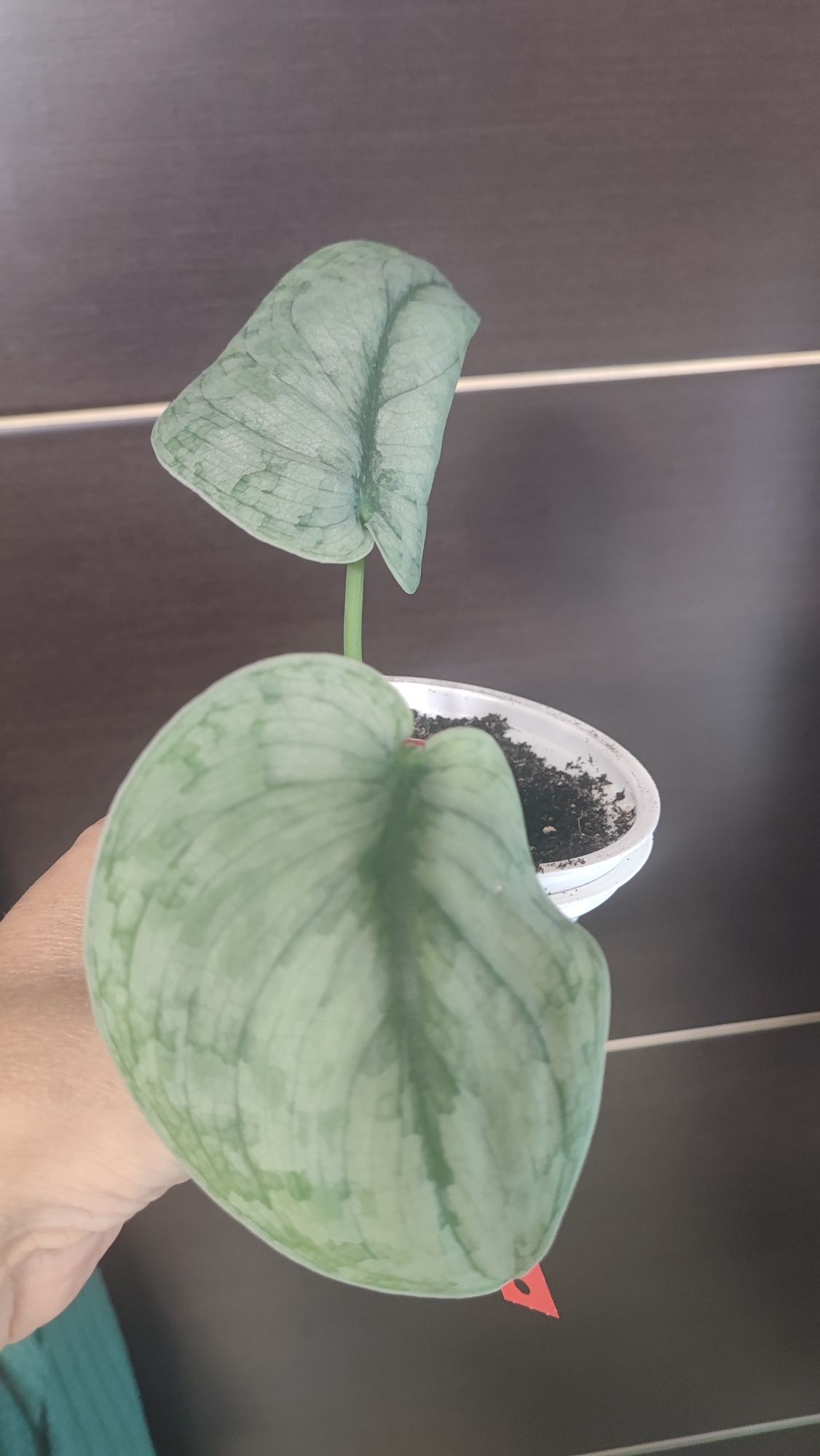 Scindapsus Silver cloud