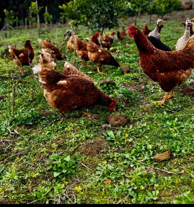Ovos Caseiros baratos
