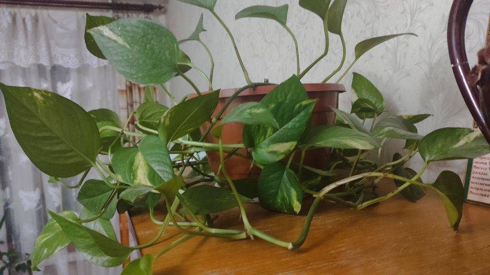 Цветок комнатный , кімнатна рослина