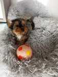 York Miniaturka śliczna suczka o umaszczeniu MERLE YORKSHIRE TERRIER