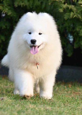 Samoyed szczeniak samiec ZKwP FCI