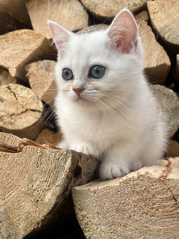 Серебристая шиншилла