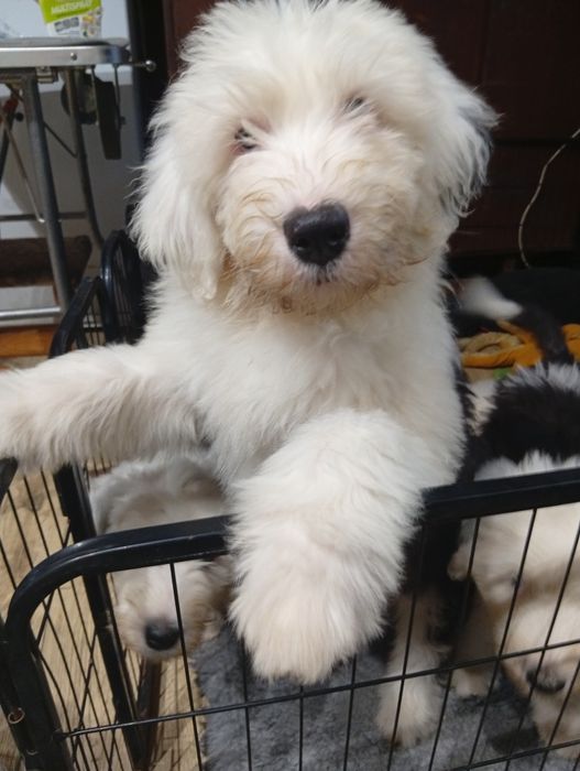 Owczarek staroangielski bobtail