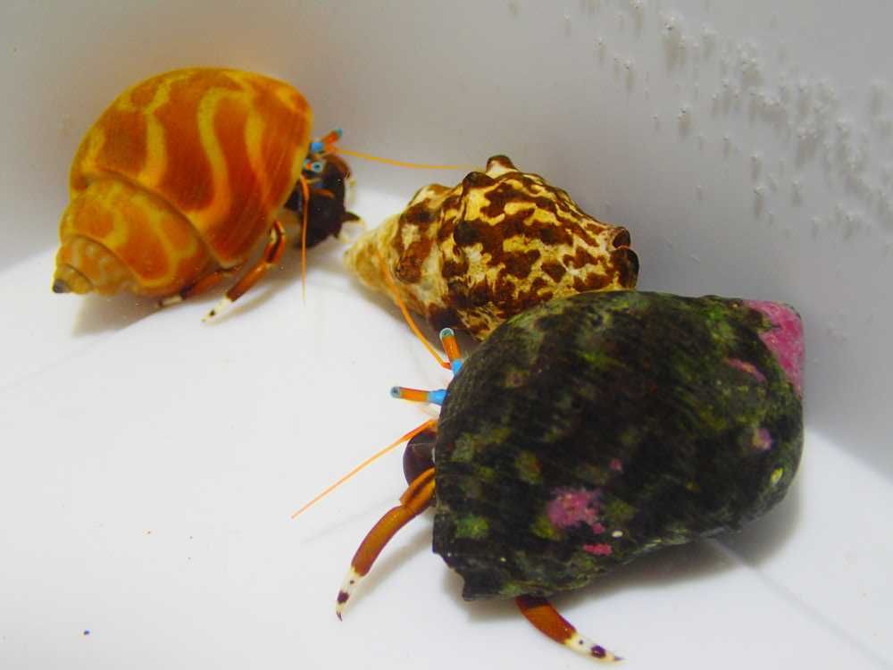 Calcinus laevimanus - krab pustelnik