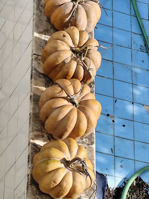 Abóbora produtor biológica