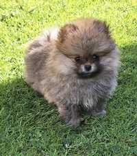 Szpic miniaturowy pomeranian