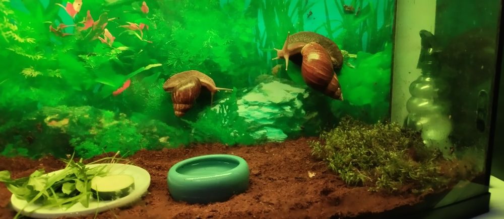 Sprzedam ślimaki afrykańskie z terrarium