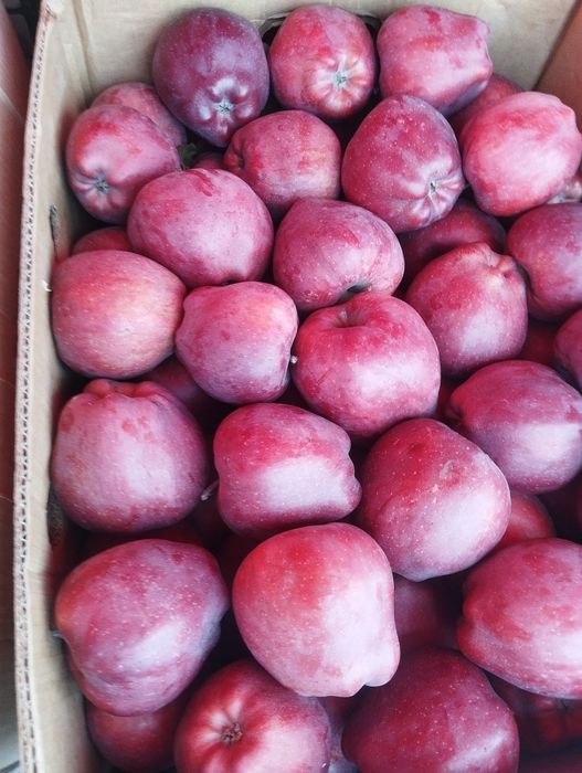 Продам яблука різних сортів