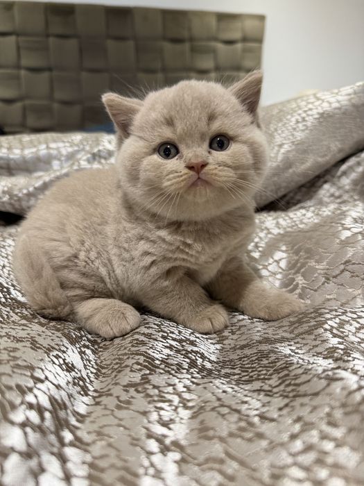 Macho British  Shorthair   com LOP