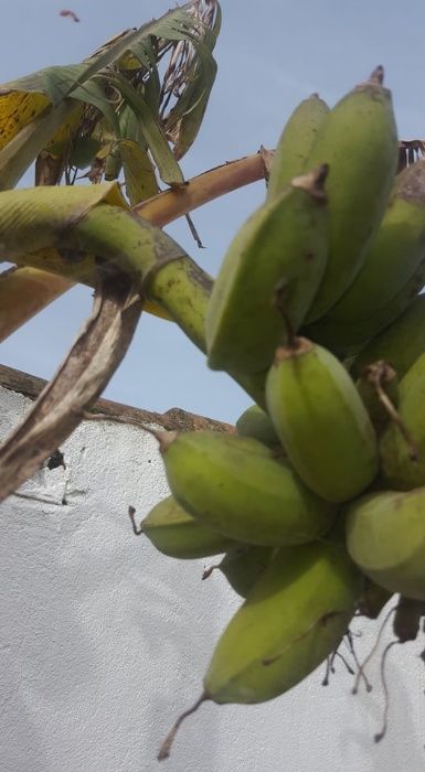 Vendo bananeiras de diversos tamanhos