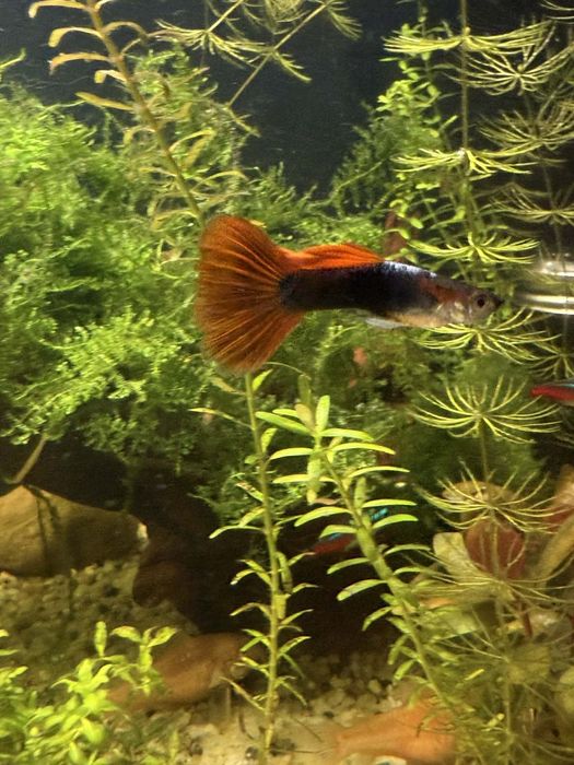 Głupiki mlode,chodowanie na kranowej wodzie ,zdrowe