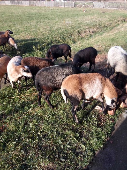 owieczki kameruńskie