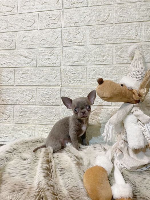 Лілова краля чихуахуа