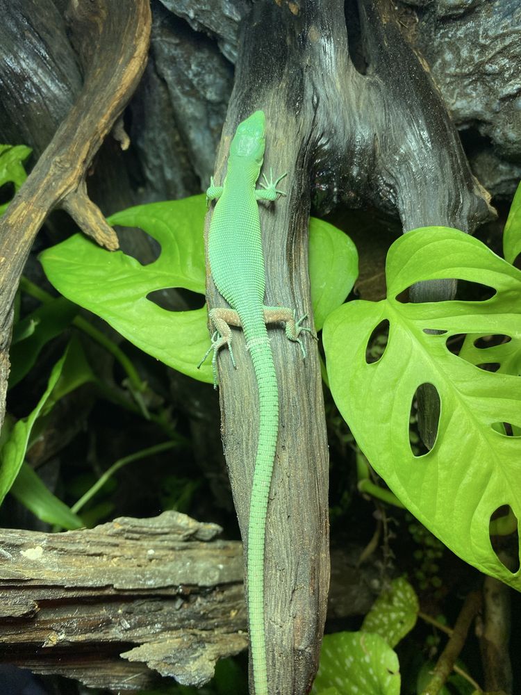 Gastropholis prasina