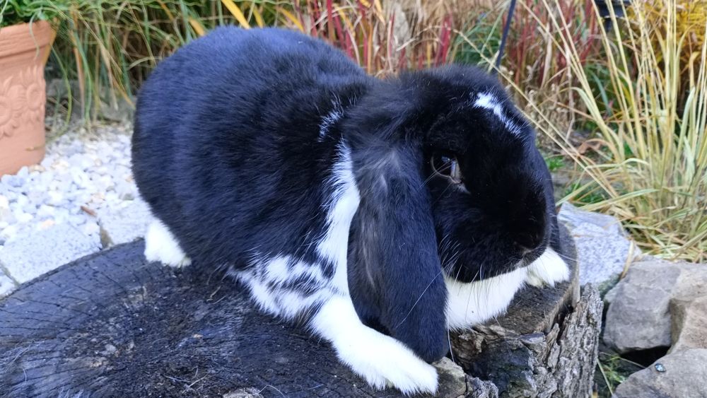 Sprzedam samicę barana francuskiego