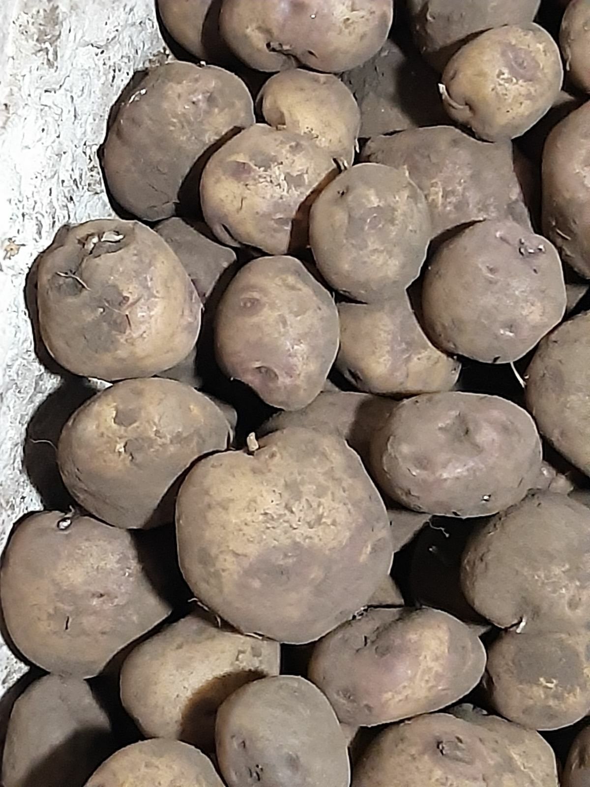 картопля, буряк фасоля