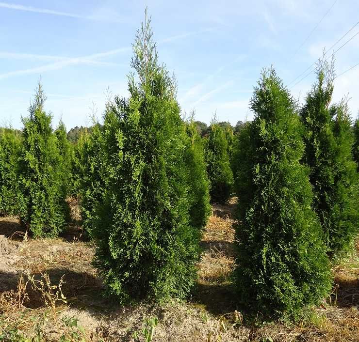 Thuja Smaragd 160,180,200,220 cm! Tuje! Sadzenie! Tuja Szmaragd!Dowóz!