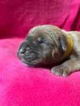 Iria Puma Nero FCI Cane Corso szczenię