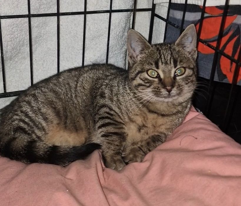 Śliczna 12 tygodniowa kotka