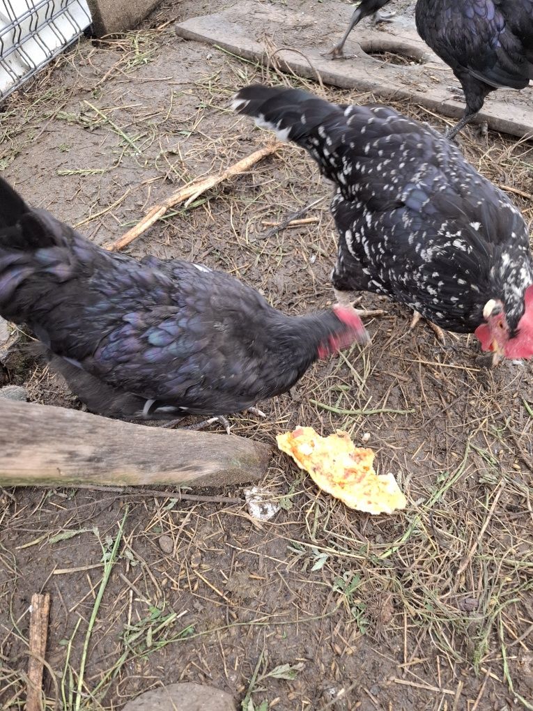 Koguty  Australorp