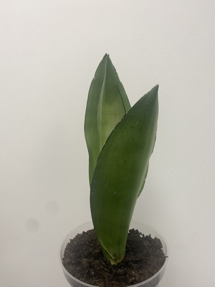 Sanseweria sansevieria moonshine