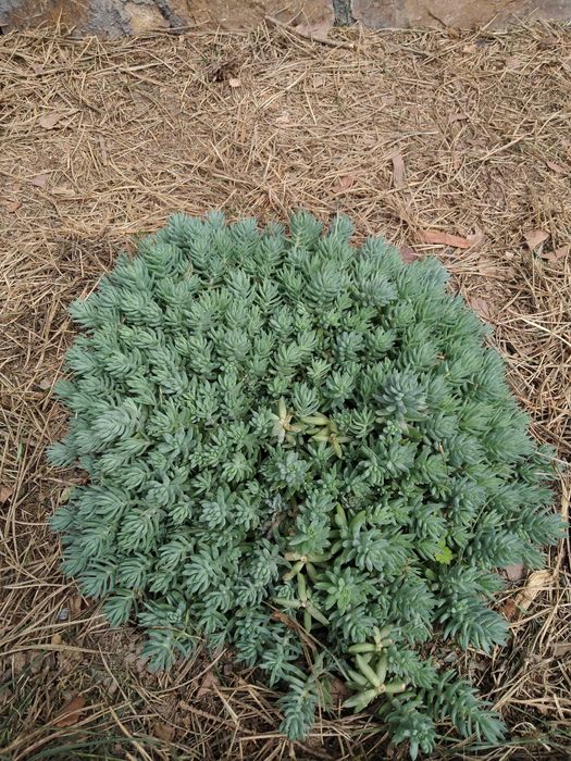 Очиток (седум) скельний Блю Спрус