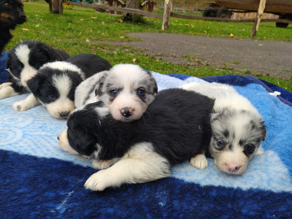 suczka border collie