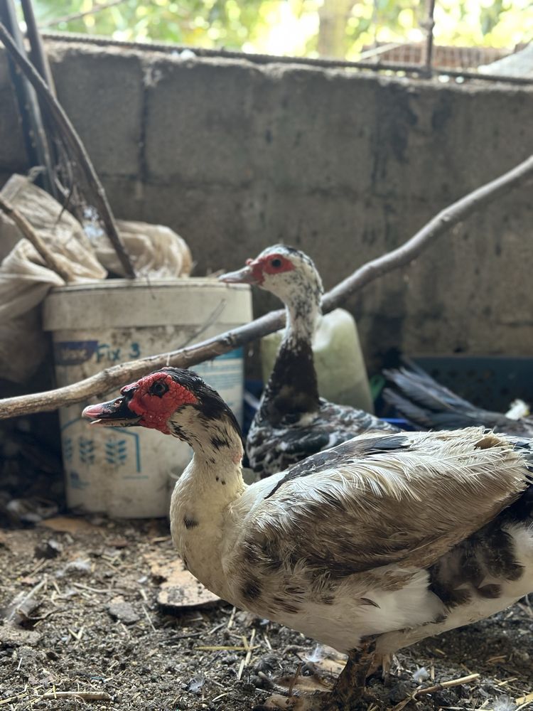 Trio de patos mudos