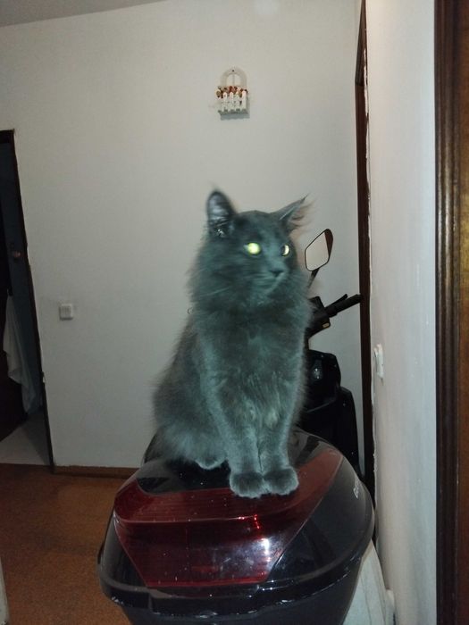 Gato macho cinzento