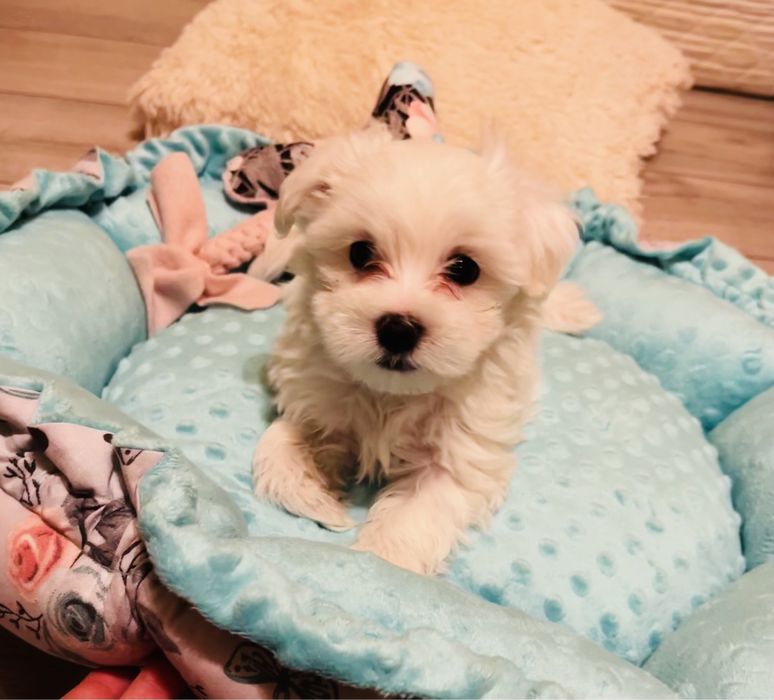 Maltańczyk miniaturka