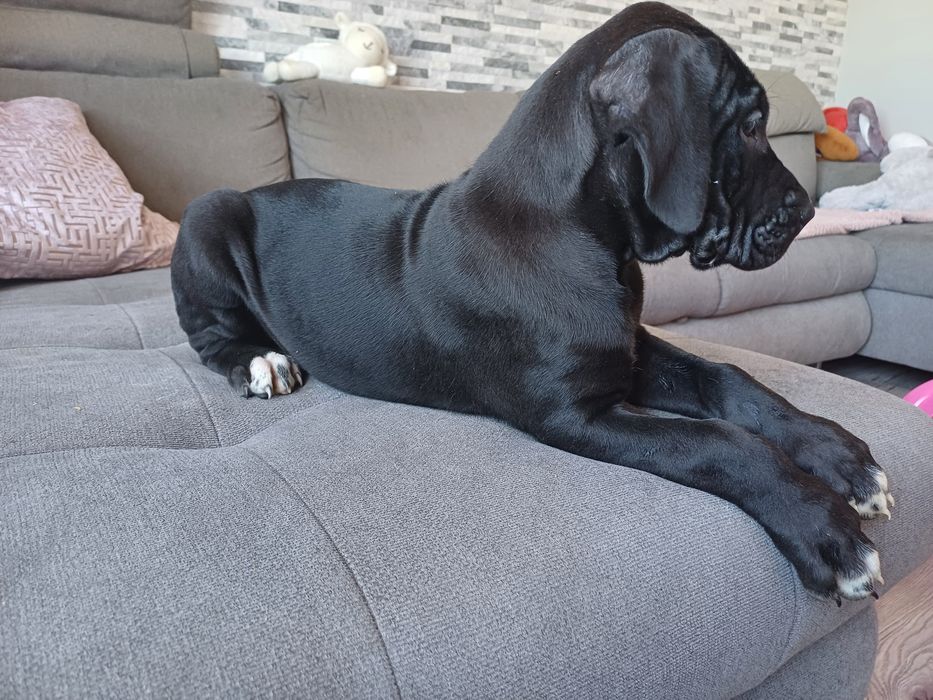 Sunia dog niemiecki czarna